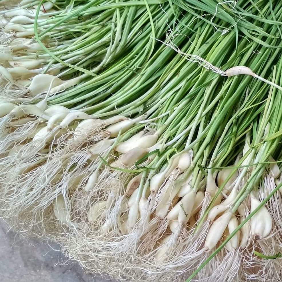 What is Fresh Green Garlic, hara lehsun? Glossary, Benefits, Uses, Recipes  with Fresh Green Garlic, hara lehsun